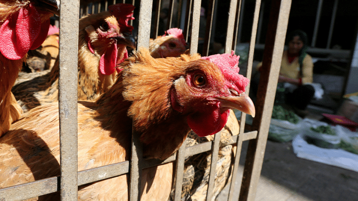 All you need to know about the first human case of H10N3 bird flu in China