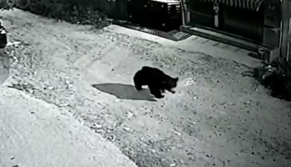 Sloth bear strays out of Bannerghatta, spotted near E-City