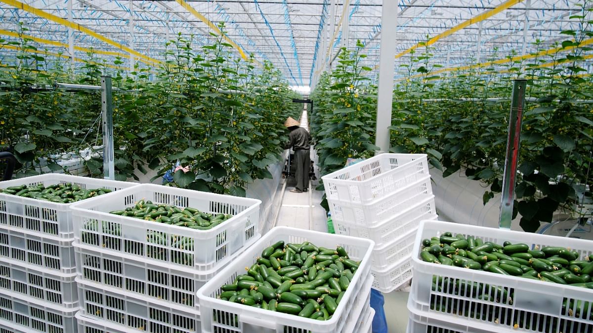 Covid-19 pandemic spurs high-tech greenhouse boom in China