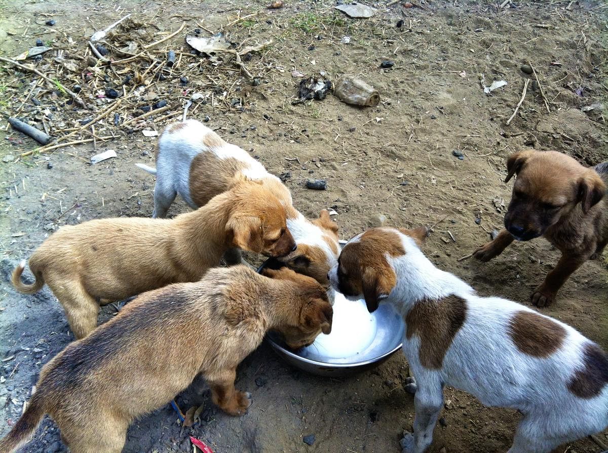 How to responsibly feed stray animals