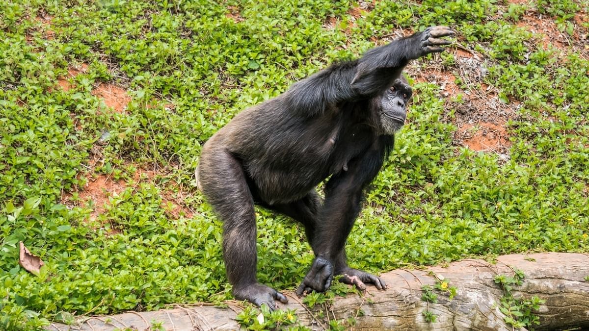 Oldest male chimpanzee in US dies at San Francisco zoo