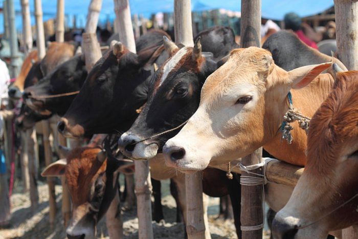 Kerala govt selling ayurvedic medicine made from cow urine, cow dung