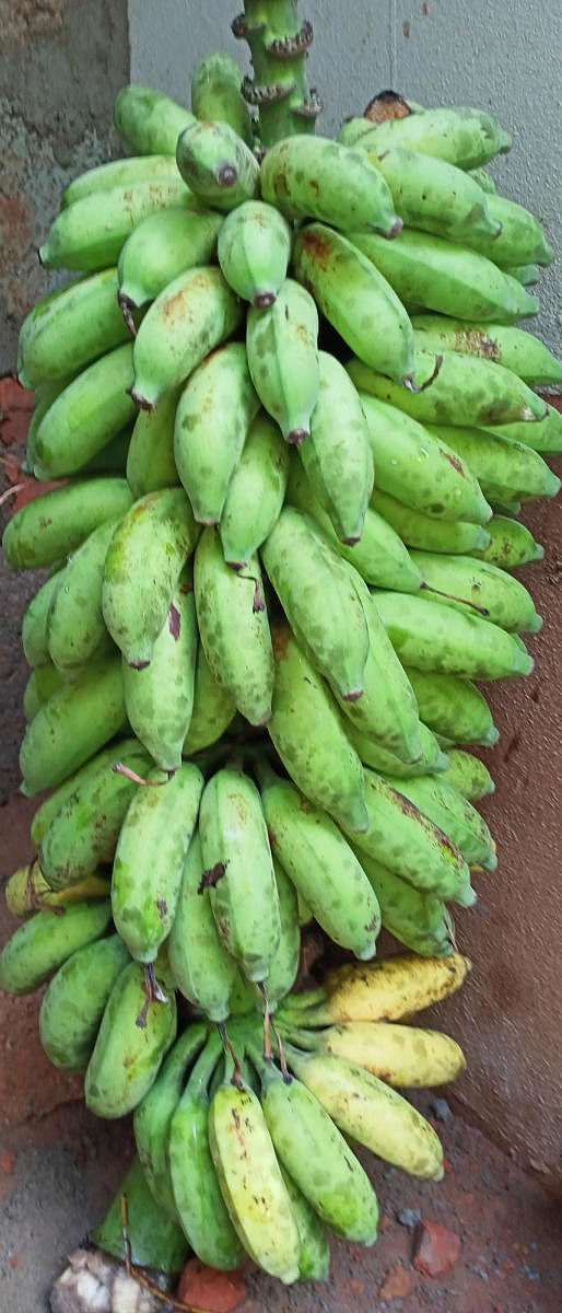 Lack of demand for banana worries farmers