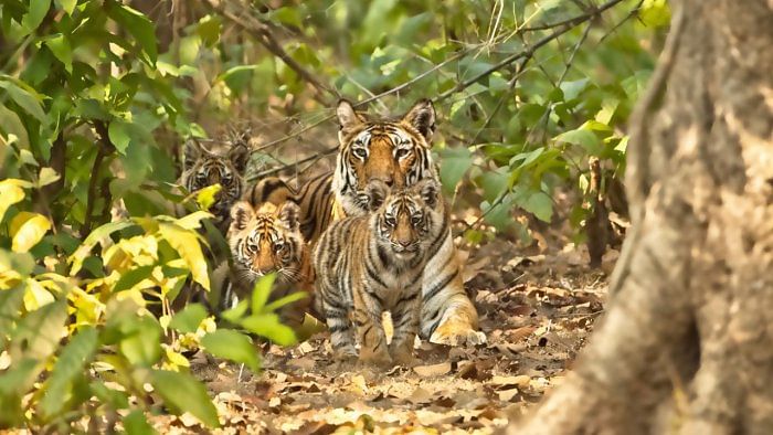 Tigress found dead in Bandipur Reserve area