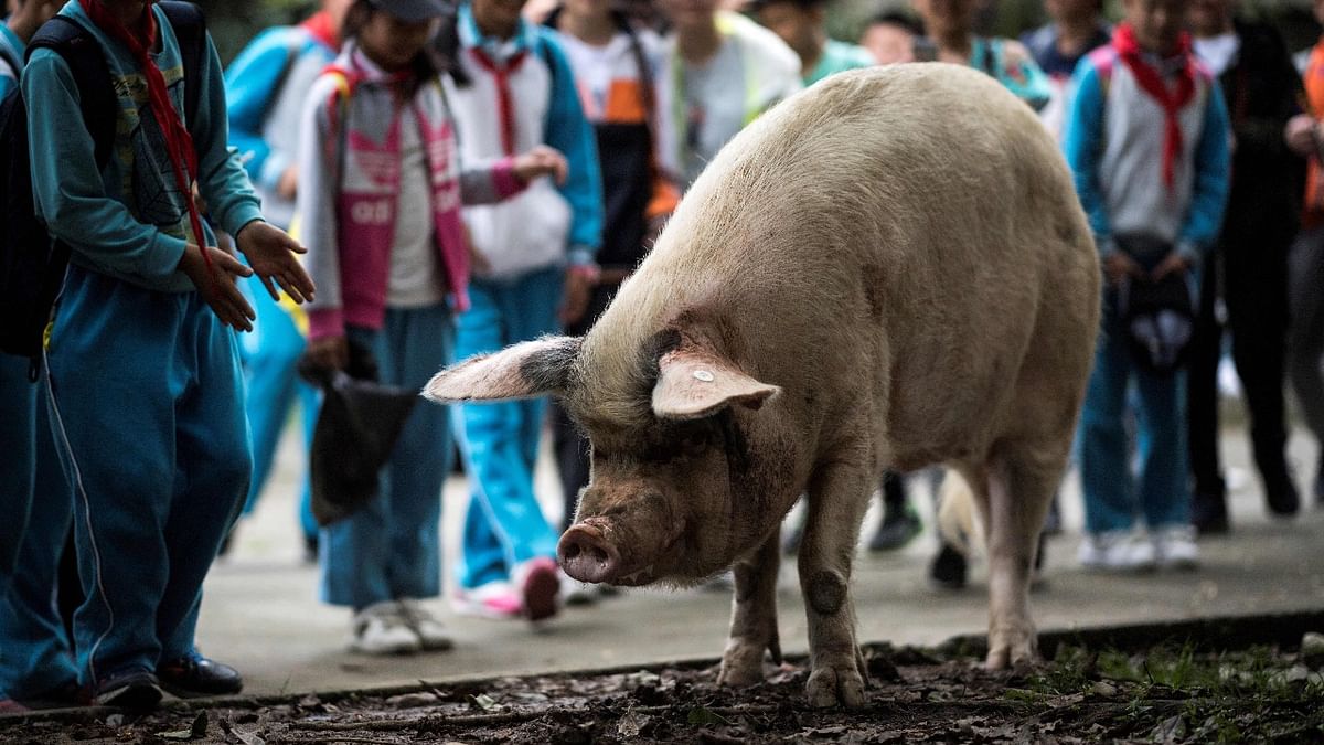 Chinese mourn passing of heroic pig that survived 2008 quake