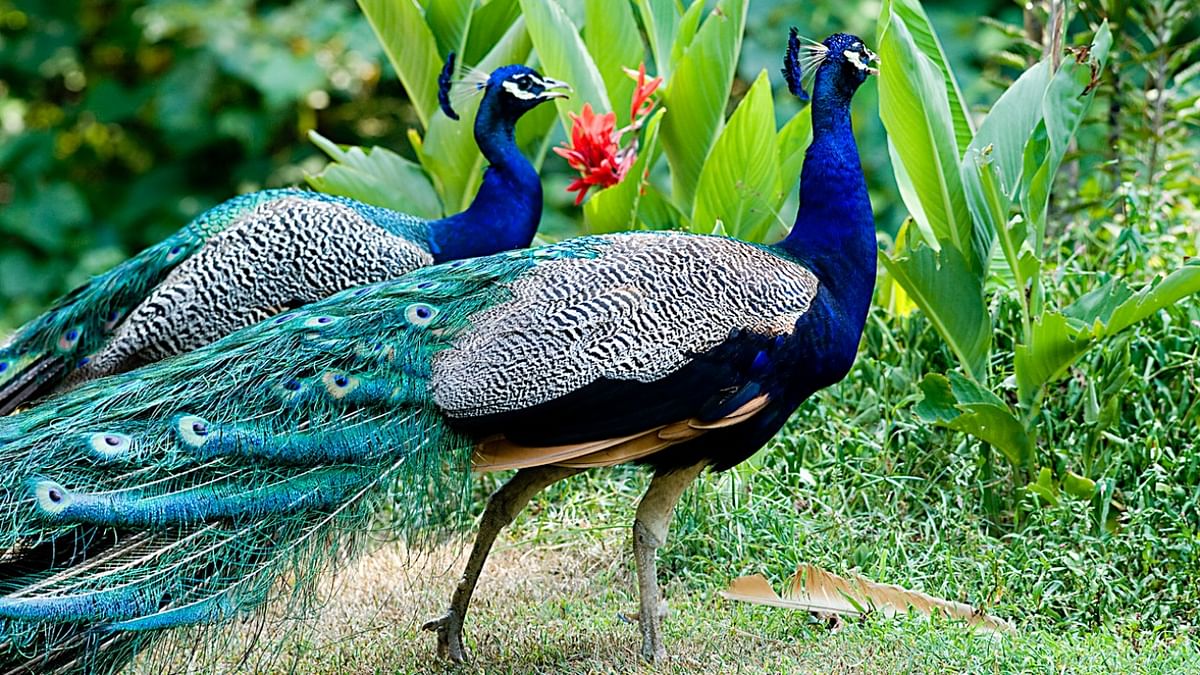 Peacocks bring 'good luck' in Odisha; population booms