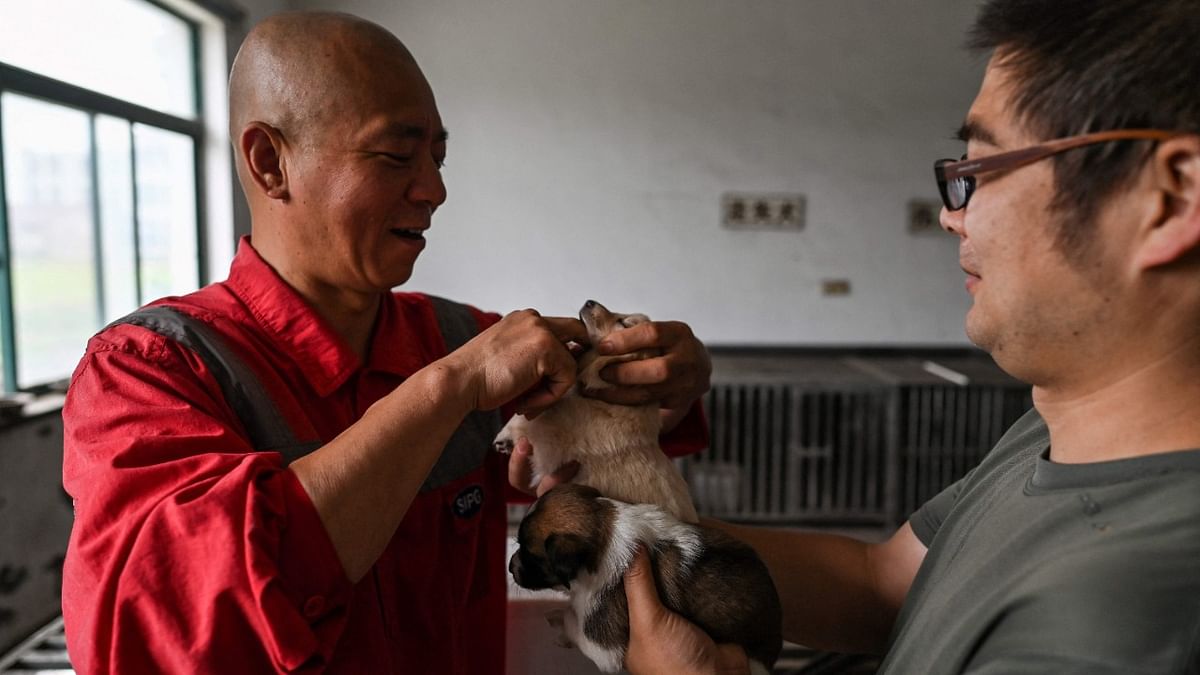 Dog's best friend: Chinese monk saves 8,000 strays 