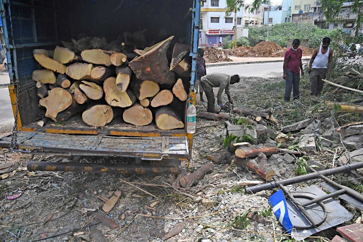 The logs of trees cut down along the park. DH PHOTO/PUSHKAR V
