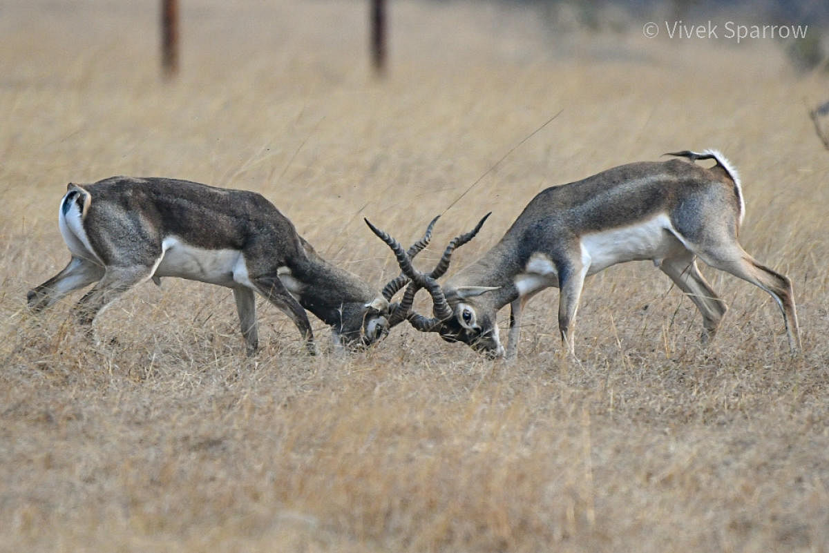 Antelopes: Pests or prey?