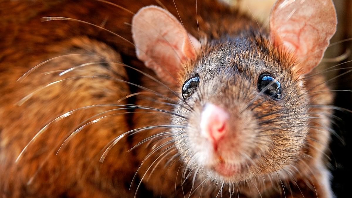 Patient bitten by rat in Mumbai hospital dies