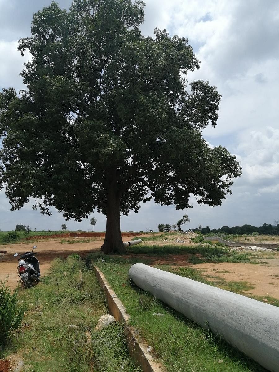 Kaadu boorga tree, which now lies on the buffer zone of storm water drain (SWD) in KG Layout of Block 1