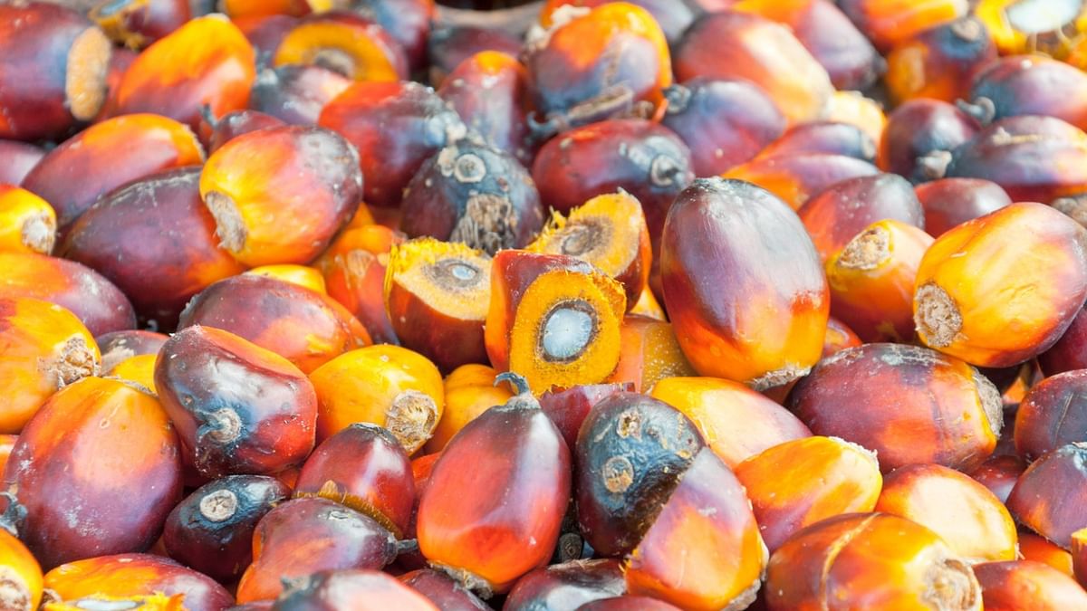Centre cuts import duty on crude palm oil to 10%