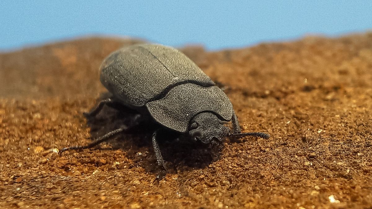 Searching 230-million-year-old poop, scientists find a new beetle