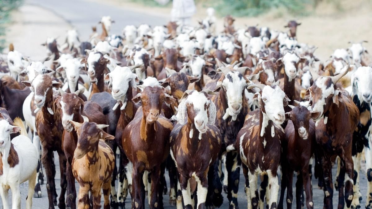 Ahead of Eid, PETA appeals PM Modi to scrap law allowing animal sacrifice