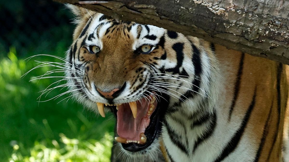 Tigers, bears in US zoo get Covid-19 vaccine