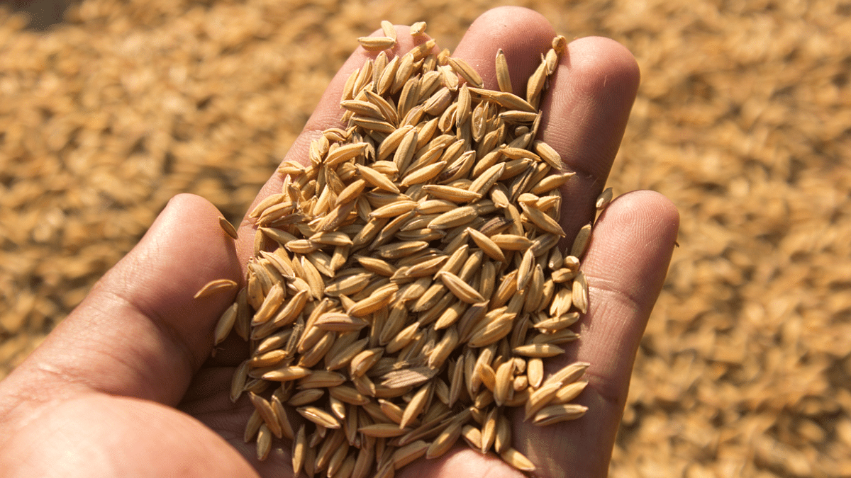 Bengal distributes paddy seeds in coastal areas suitable for post Yaas cultivation