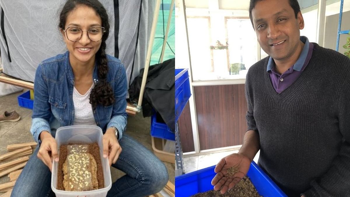 Feeding poultry with insects, this project solves garbage, agrarian crises