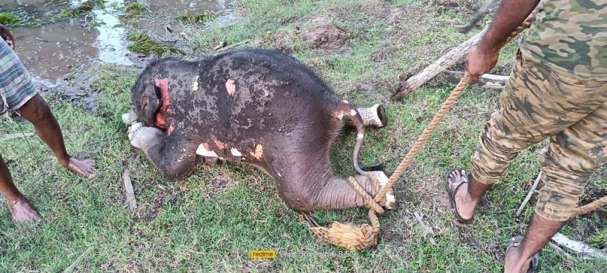 Tiger mauls elephant calf to death