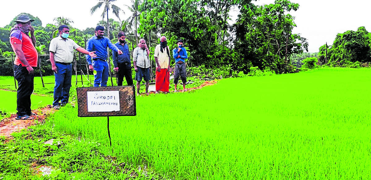 Sahyadri Panchamukhi variety a hope for farmers affected by flood