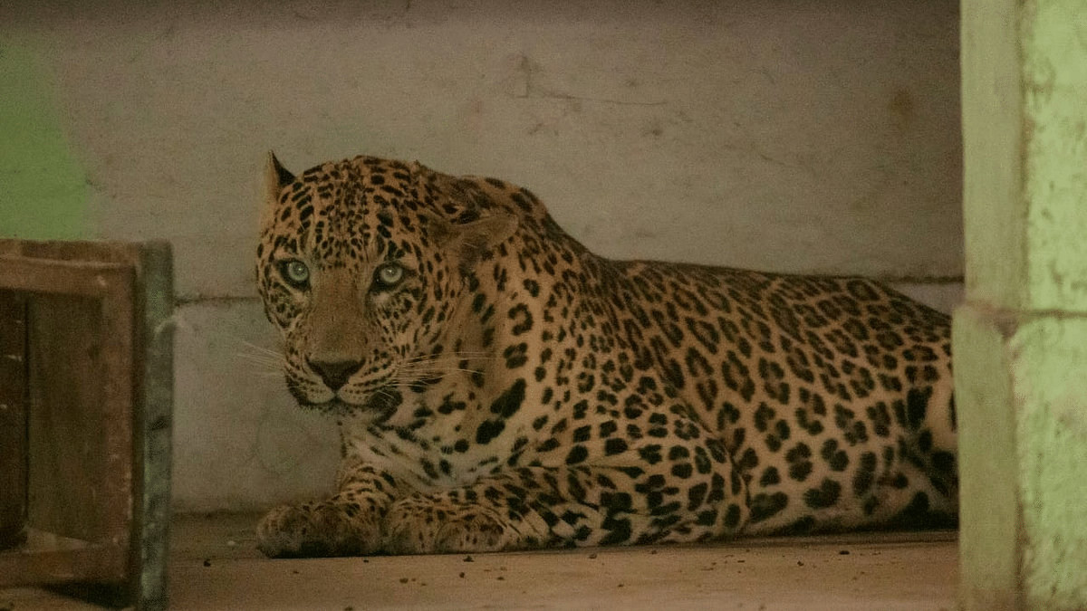 Leopard breaks into school canteen in Maharashtra, rescued