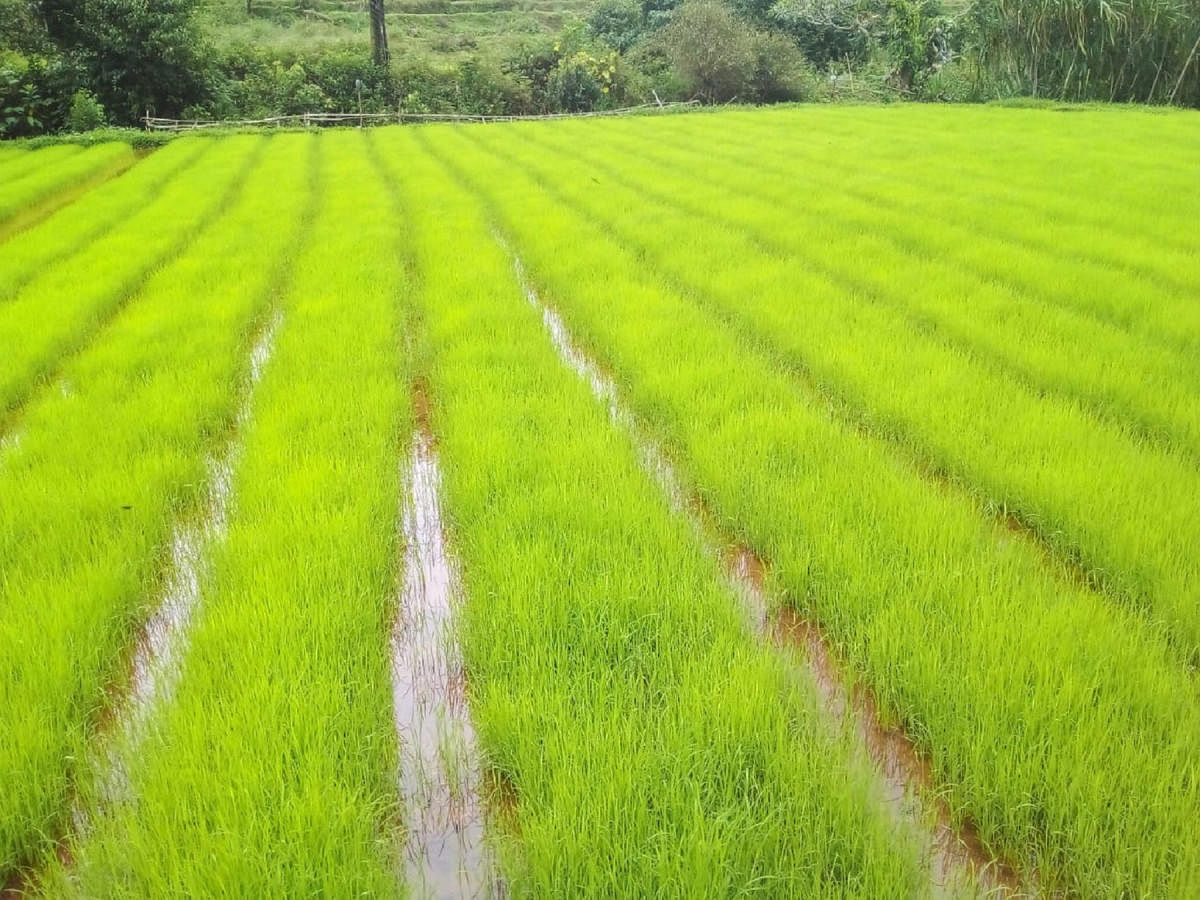 Farmers ready for paddy cultivation in Bhagamandala
