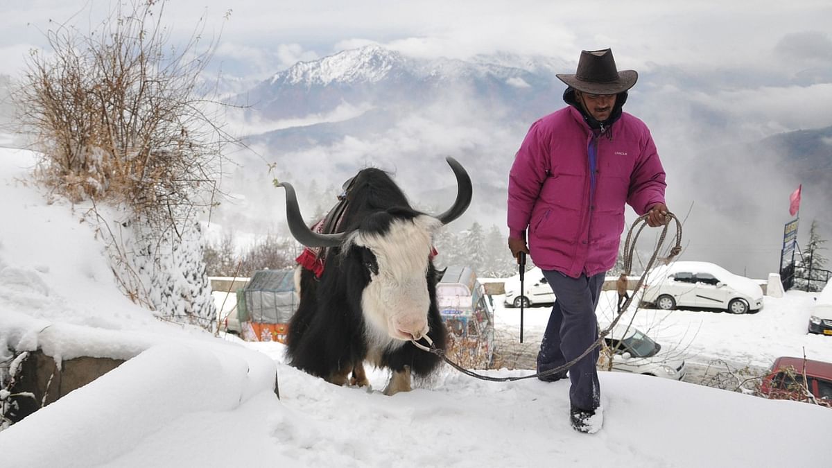 Insurance cover boost to yaks reared in high-altitude areas