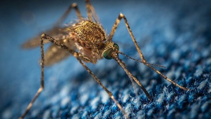 Red alert in border as Covid-19, Zika virus cases rise in Kerala