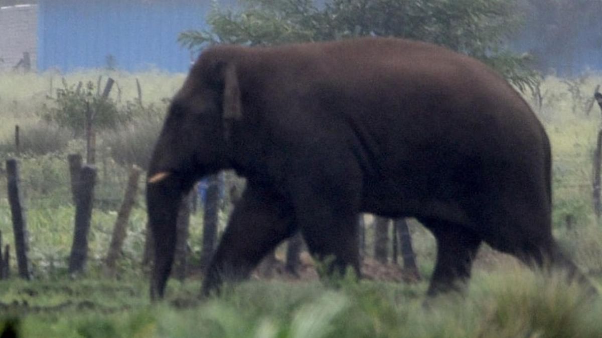Elephant strays into Chikkamagaluru