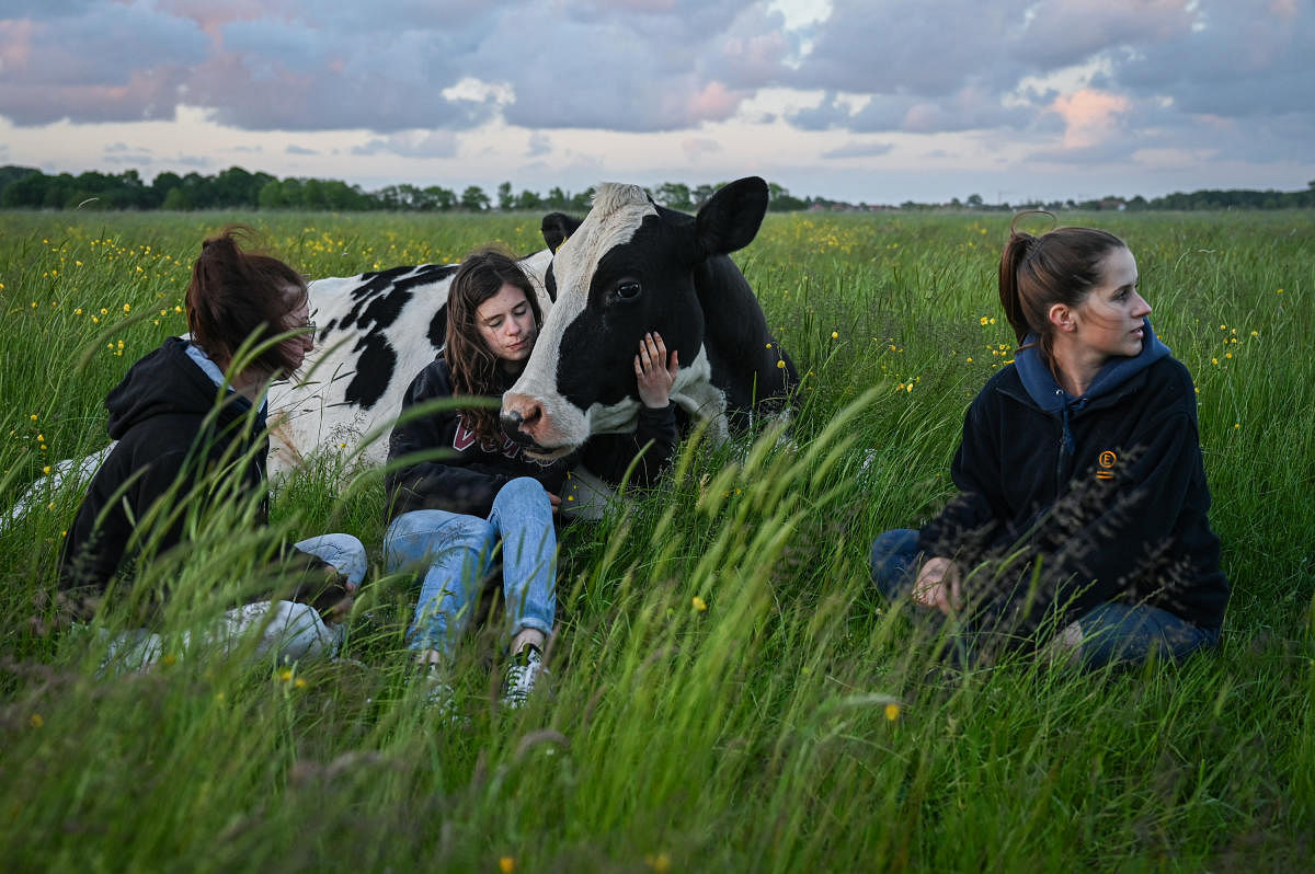 On this farm, cows are in charge, or at least coequals