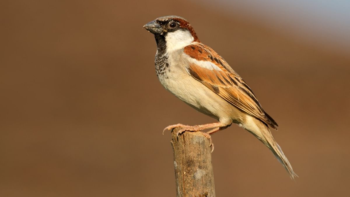 House sparrow population is stable, says report