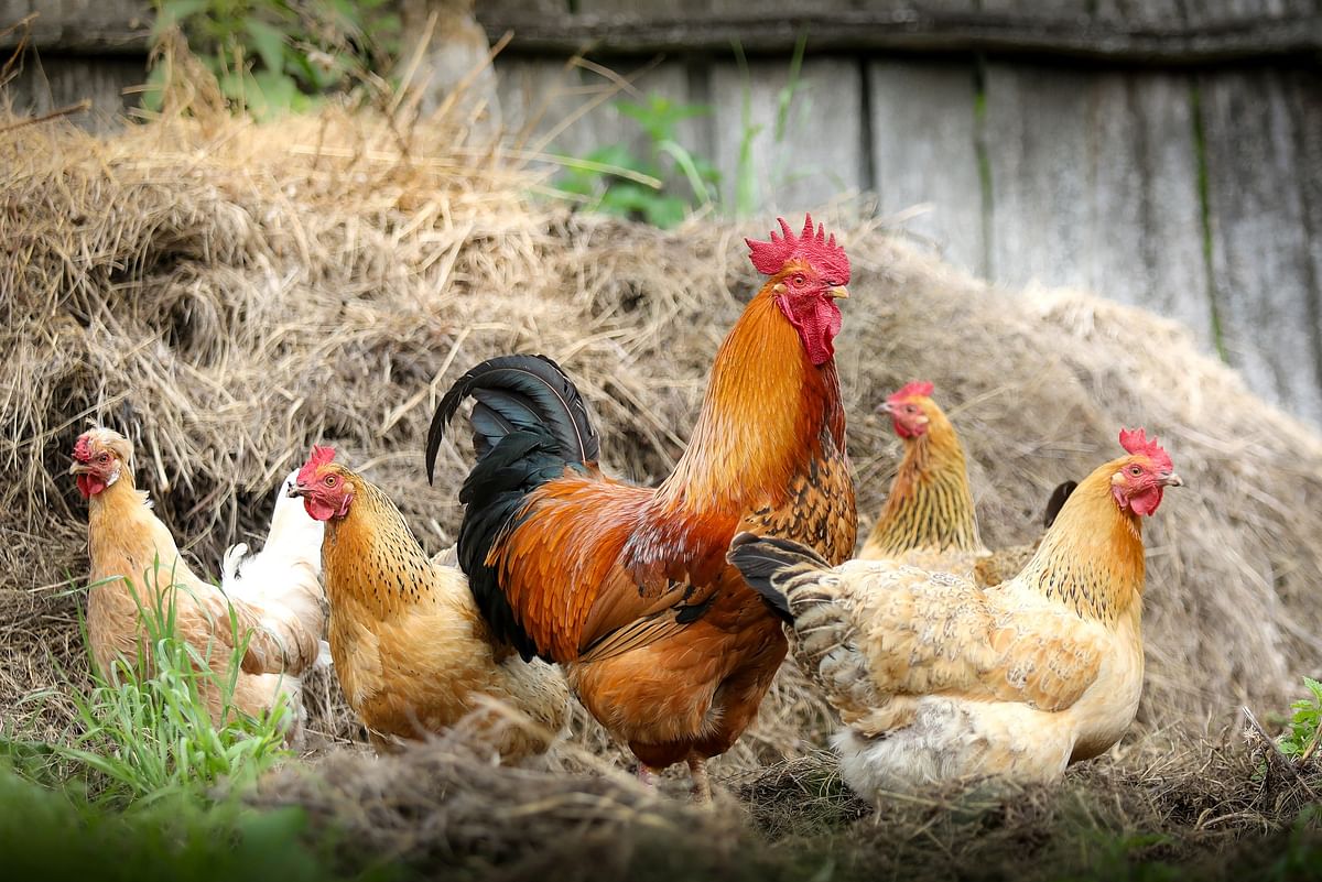 Fake news on coronavirus, bird flu cost us Rs 500 crore: Poultry farmers