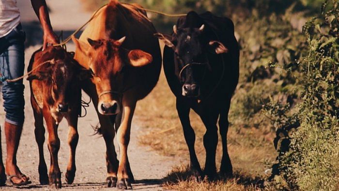 J&K administration makes u-turn on cow slaughter ban on Bakra Eid