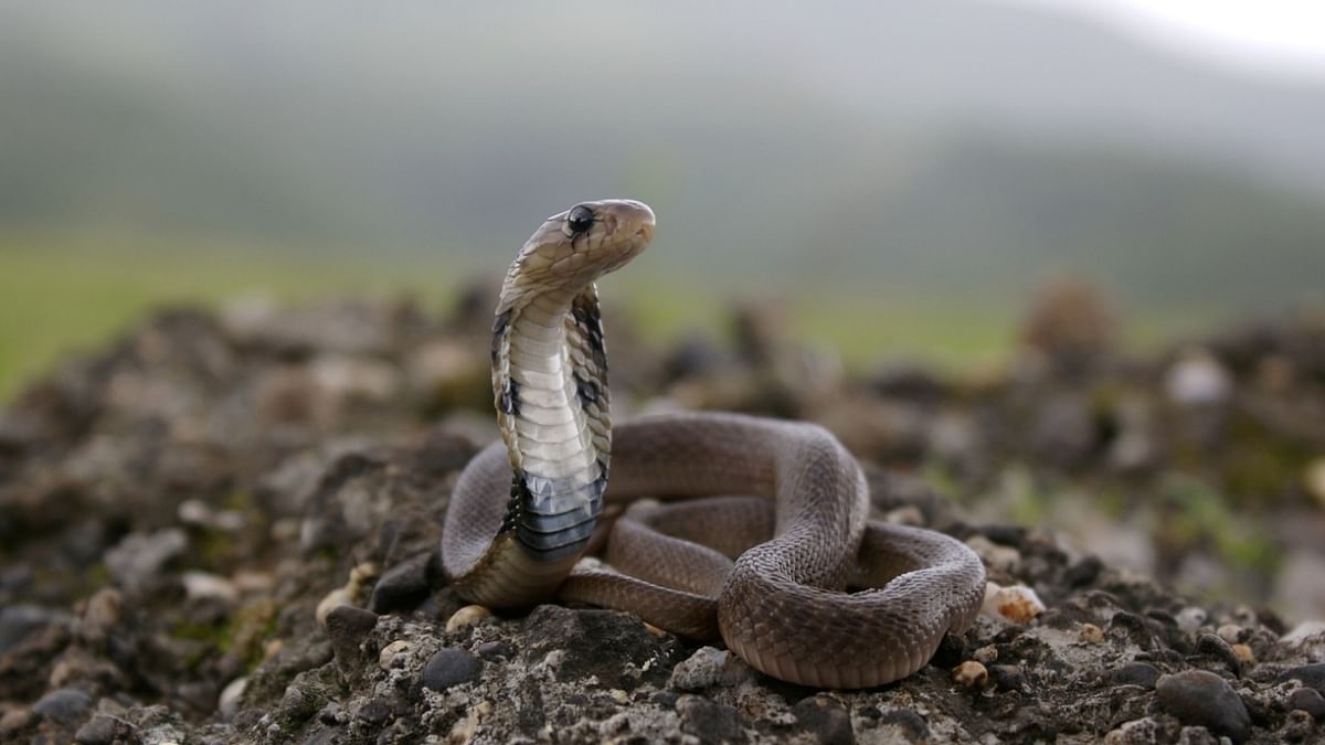 World Snake Day: Identifying the 'Big Four'