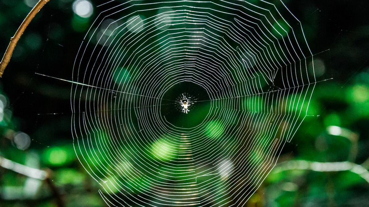Australian scientists see life-saving potential in spider venom