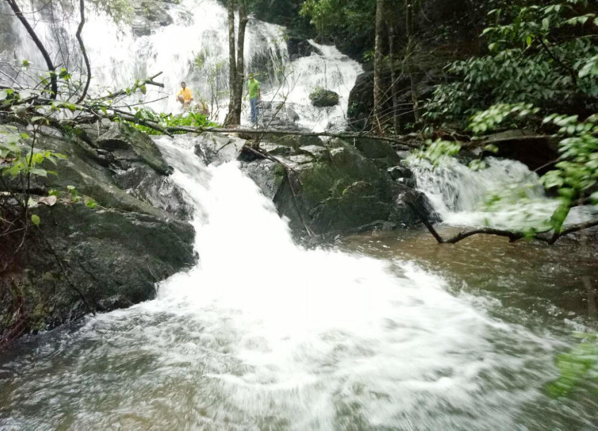 Waterfalls regain their glory in Kodagu