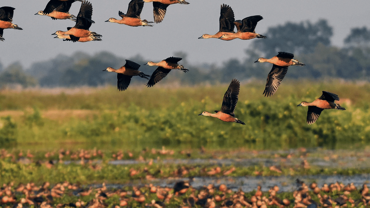 5 more Indian wetlands added to Ramsar list