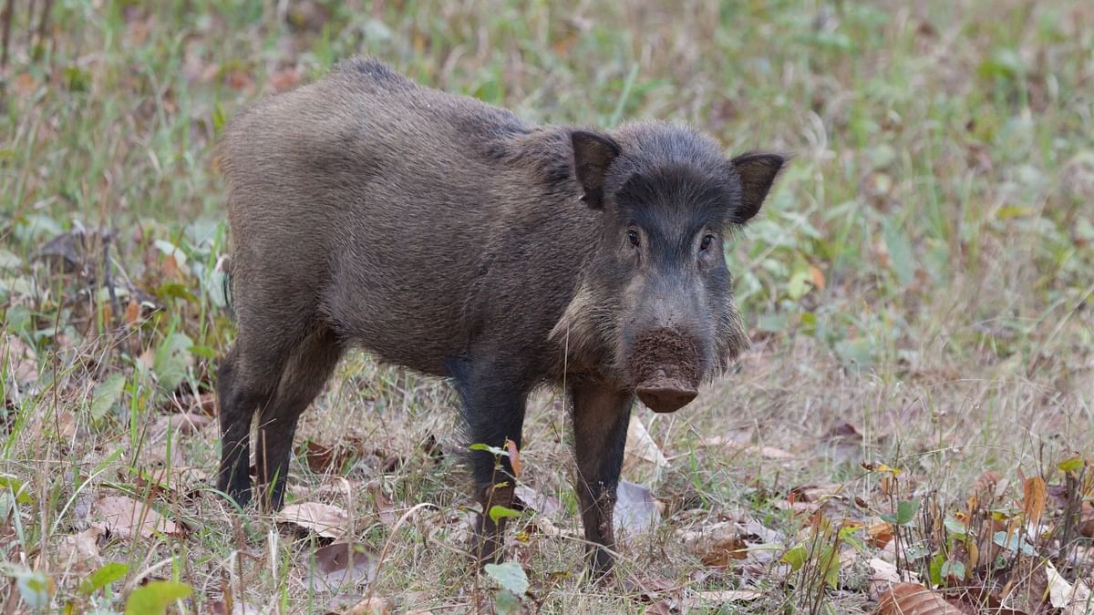 'One of the most damaging invasive species on Earth’: Wild pigs release the same emissions as 10 lakh cars
