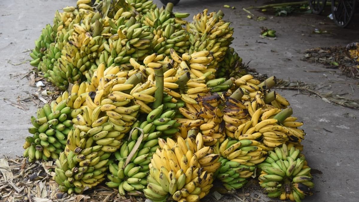 Value addition to banana: Lessons for Mysuru from PM's ‘Mann Ki Baat’