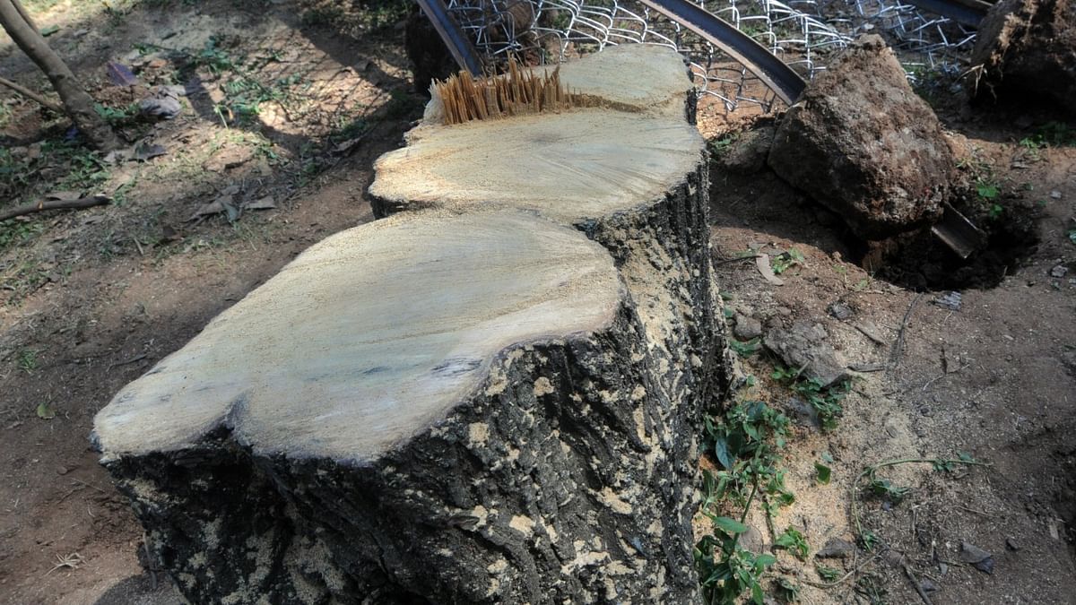 Sandalwood tree chopped off, smuggled out of tech park