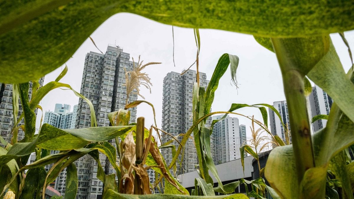 From grey to green: How cities around the world are uprooting the urban jungle