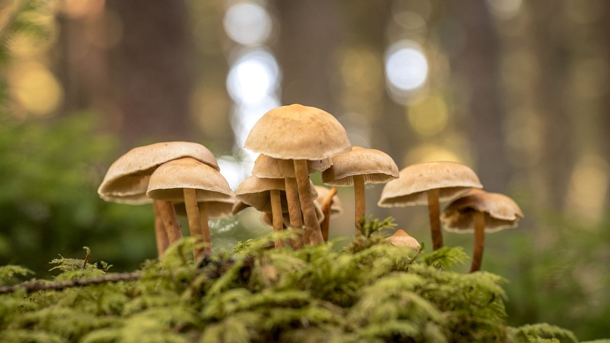 Future space travel might require mushrooms