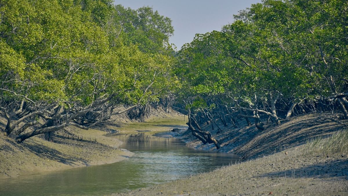 Restore mangroves to save Sundarbans