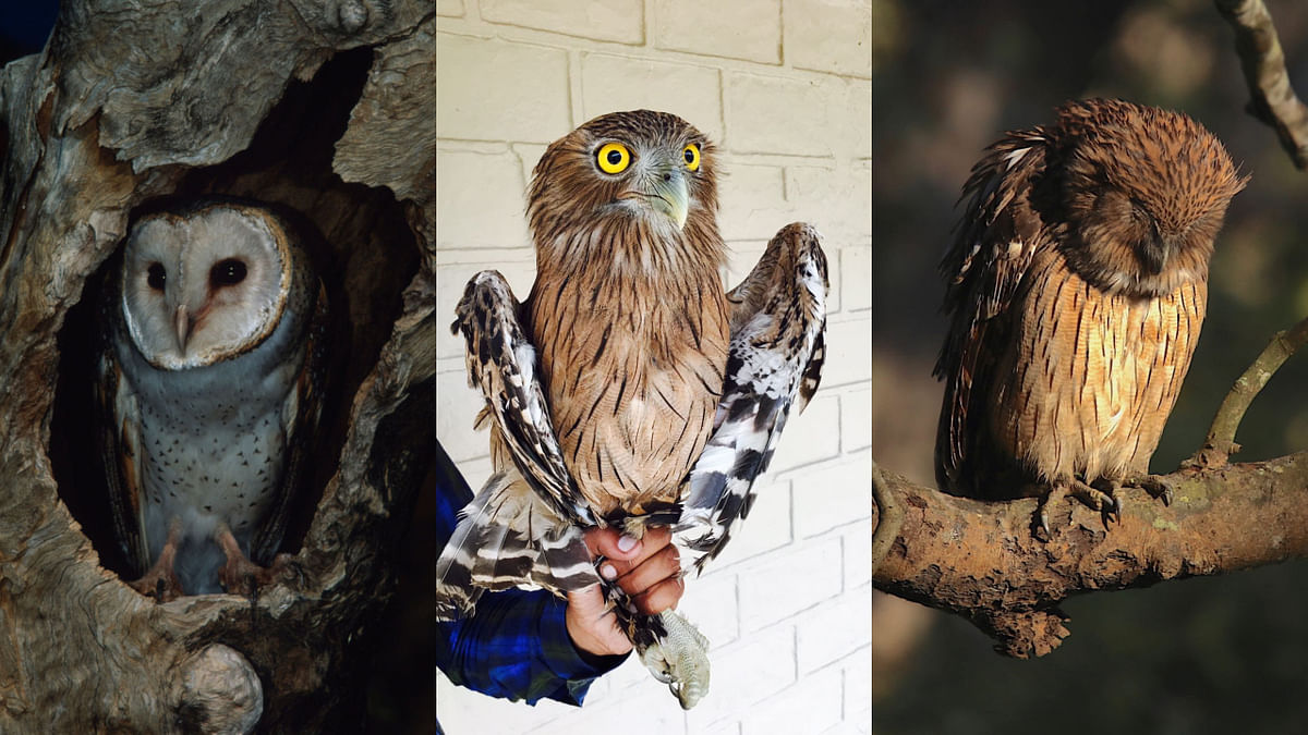 TRAFFIC, WWF-India create awareness on owls