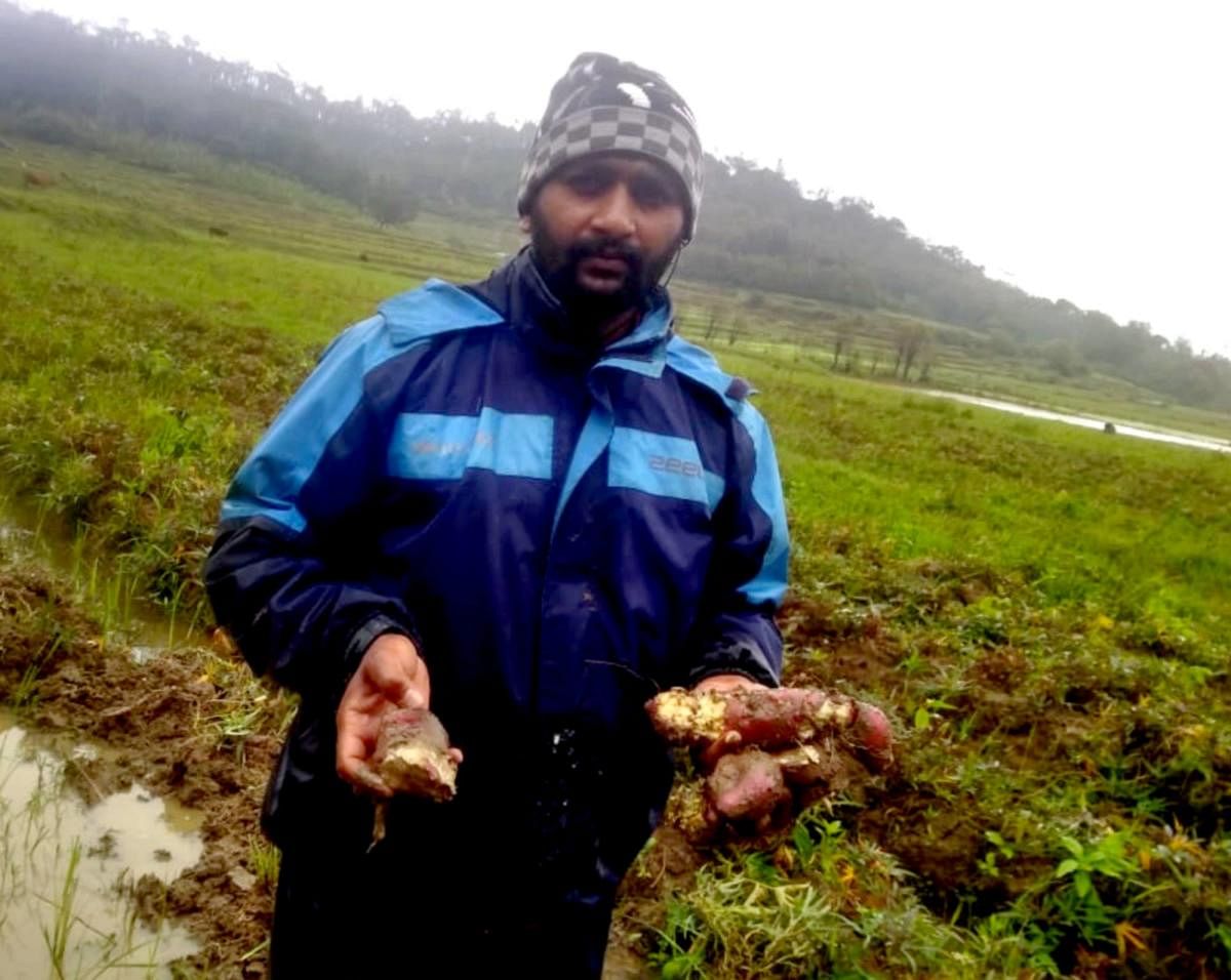 Sweet potato crops damaged in rain