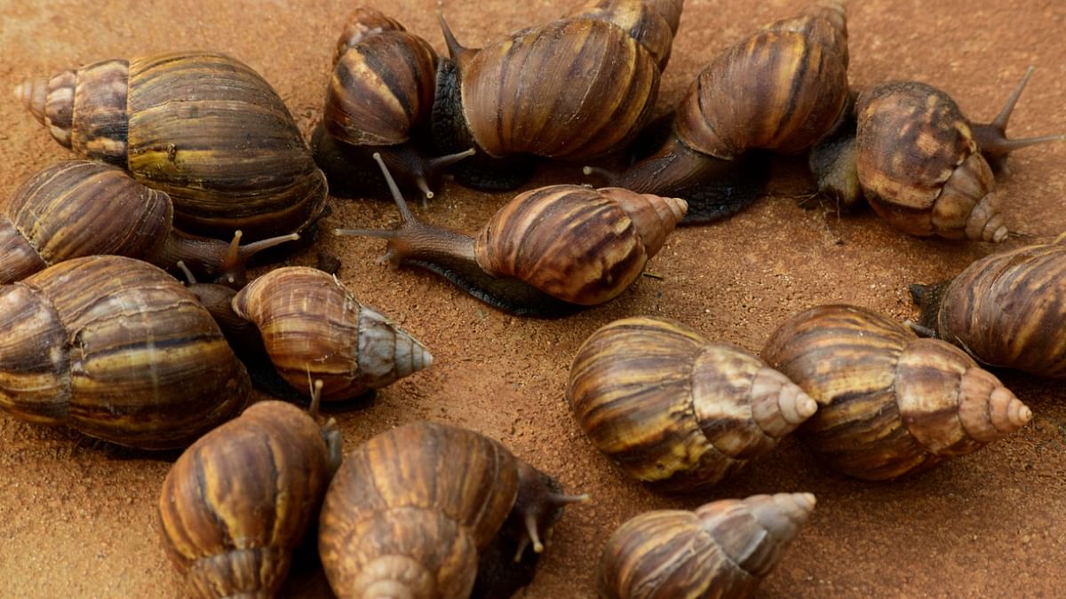 Catch snails in this Kerala village and stand a chance to win Rs 12 crore