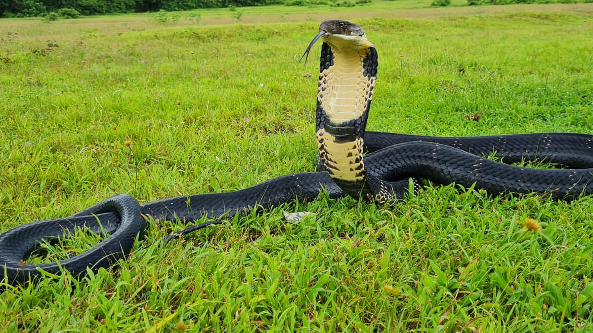 11-feet-long King Cobra rescued and released in wild in Maharashtra