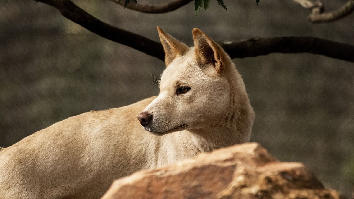 World's first footage reveals secret life of a Dingo in Australia