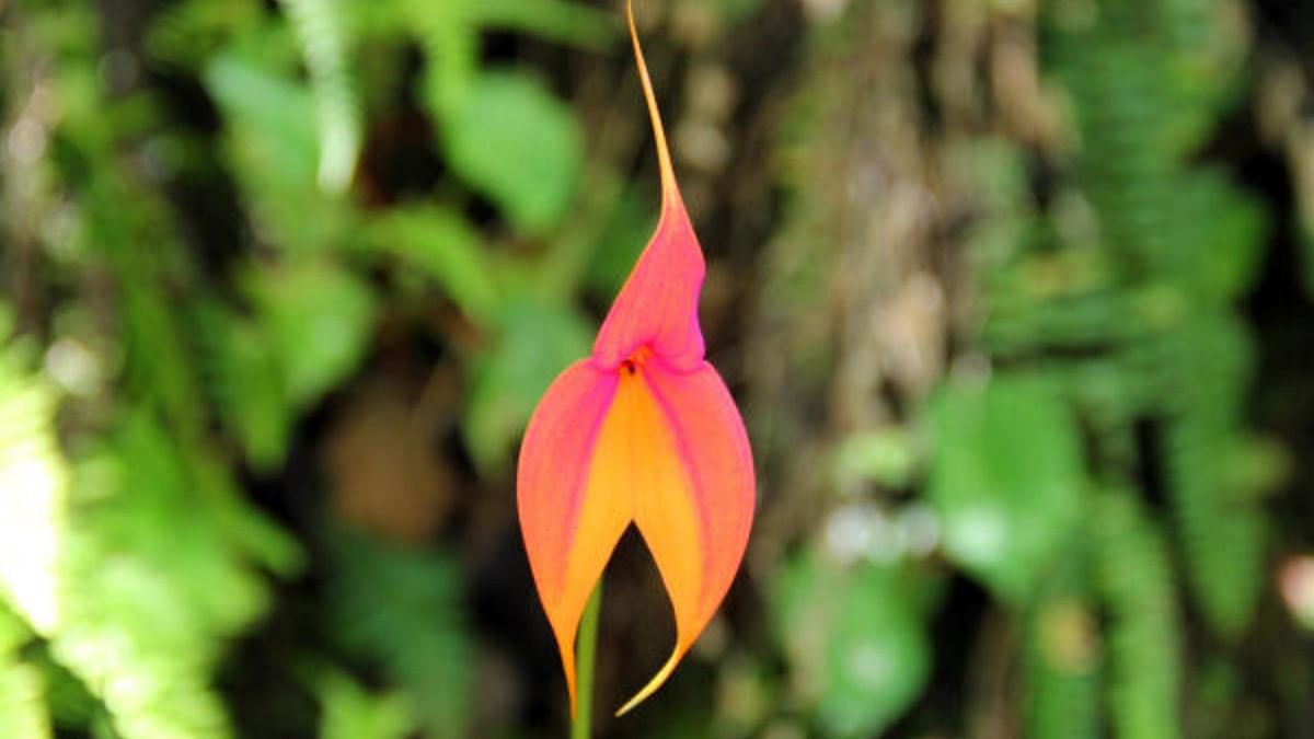Rare orchid species found in Uttarakhand