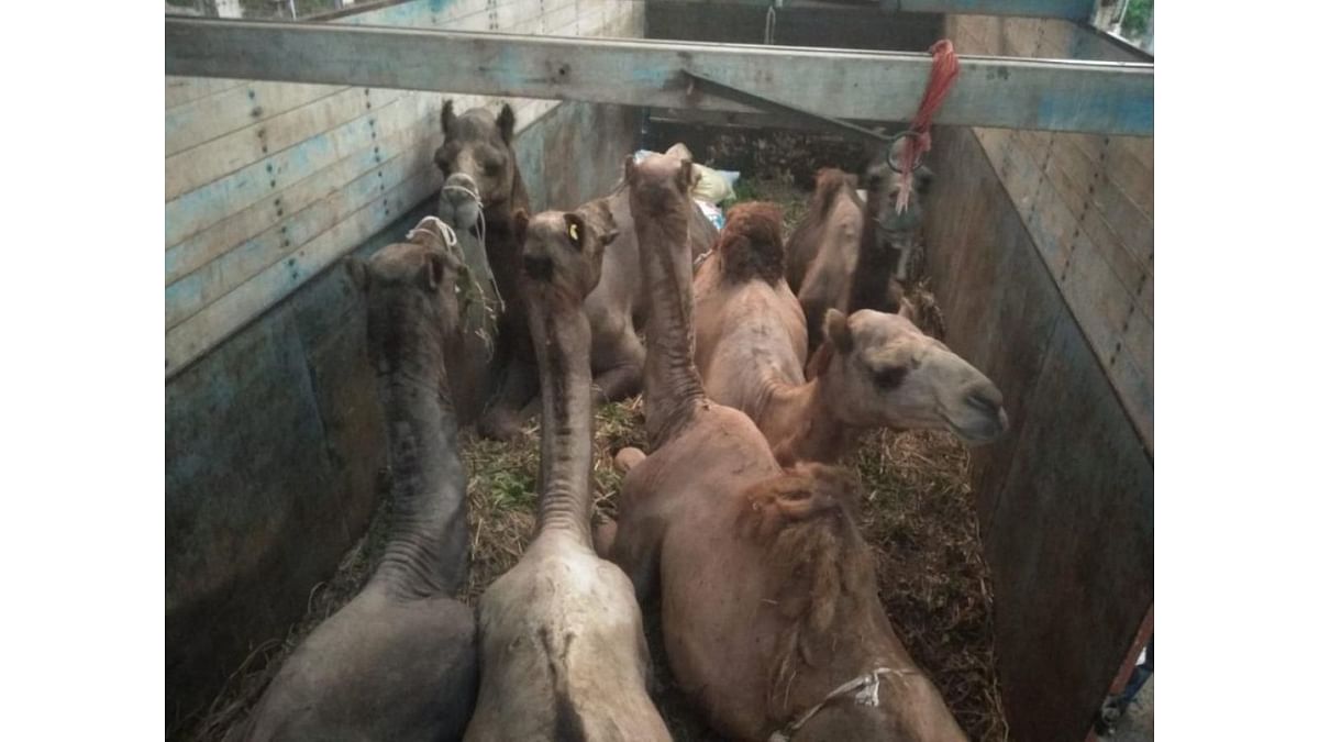 11 camels rescued in Karnataka, sent back to Rajasthan