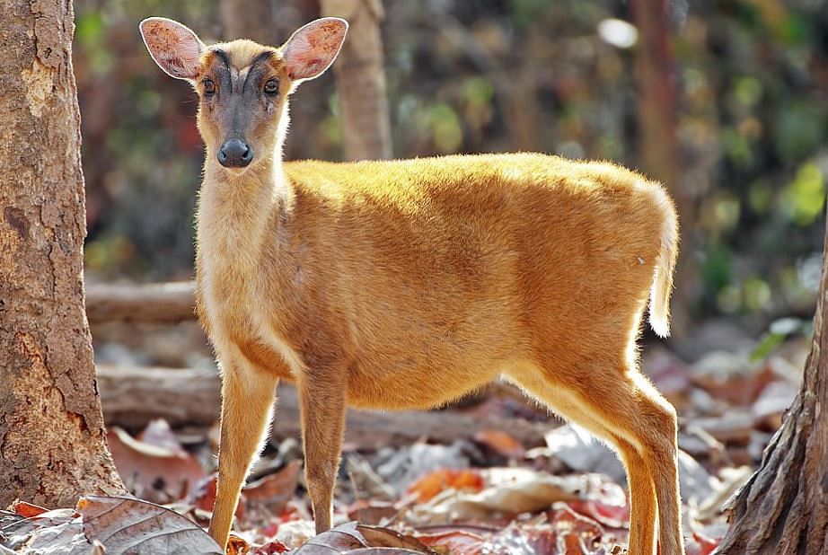 Stray dogs attack barking deers; 10 succumb to injuries 